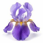 Iris fragrance note