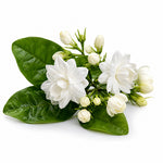 Jasmine Sambac fragrance note