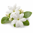 Jasmine fragrance note