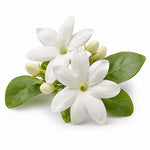 Jasmine fragrance note