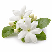 Jasmine fragrance note