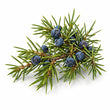 Juniper fragrance note