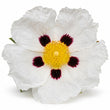Labdanum fragrance note