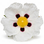 Labdanum fragrance note