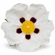 Labdanum fragrance note