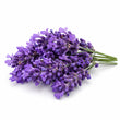 Lavender fragrance note
