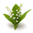 Lily Of The Valley fragrance note