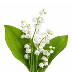 Lily Of The Valley fragrance note