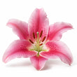 Lily fragrance note