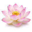 Lotus fragrance note