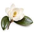 Magnolia fragrance note