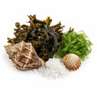 Marine Notes fragrance note
