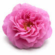 May Rose fragrance note