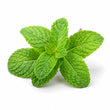mint fragrance note