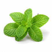 mint fragrance note