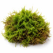 Moss fragrance note