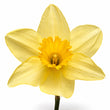 Narcissus fragrance note