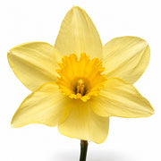 Narcissus fragrance note