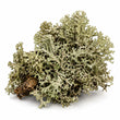Oak moss fragrance note