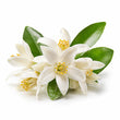 Orange Blossom fragrance note