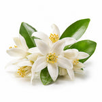 Orange Blossom fragrance note