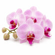 Orchid fragrance note