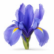 Orris fragrance note