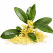 Osmanthus fragrance note