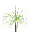 Papyrus fragrance note