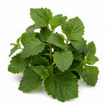 Patchouli fragrance note