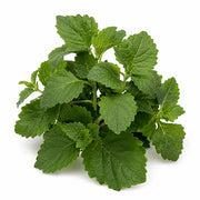 Patchouli fragrance note