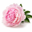 Peony fragrance note