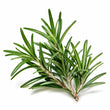 Rosemary fragrance note