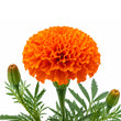 Rumenian Tagetes fragrance note