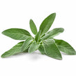 Sage fragrance note