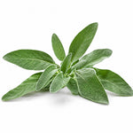 Sage fragrance note