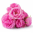 Taif Rose fragrance note