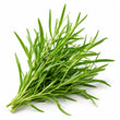 Tarragon fragrance note