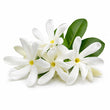 Tiare Flower fragrance note