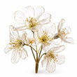 Transparent Flowers fragrance note