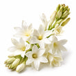 Tuberose fragrance note