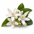 Tunisian Neroli fragrance note