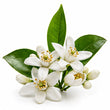 Tunisian Orange Blossom fragrance note