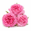Turkish Rose fragrance note