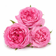 Turkish Rose fragrance note