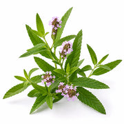 Verbena fragrance note