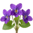 Violet fragrance note