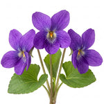 Violet fragrance note
