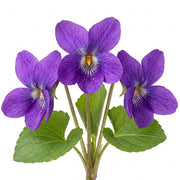 Violet fragrance note