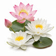 Water Flowers fragrance note